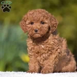 Kitty, Miniature Poodle Puppy